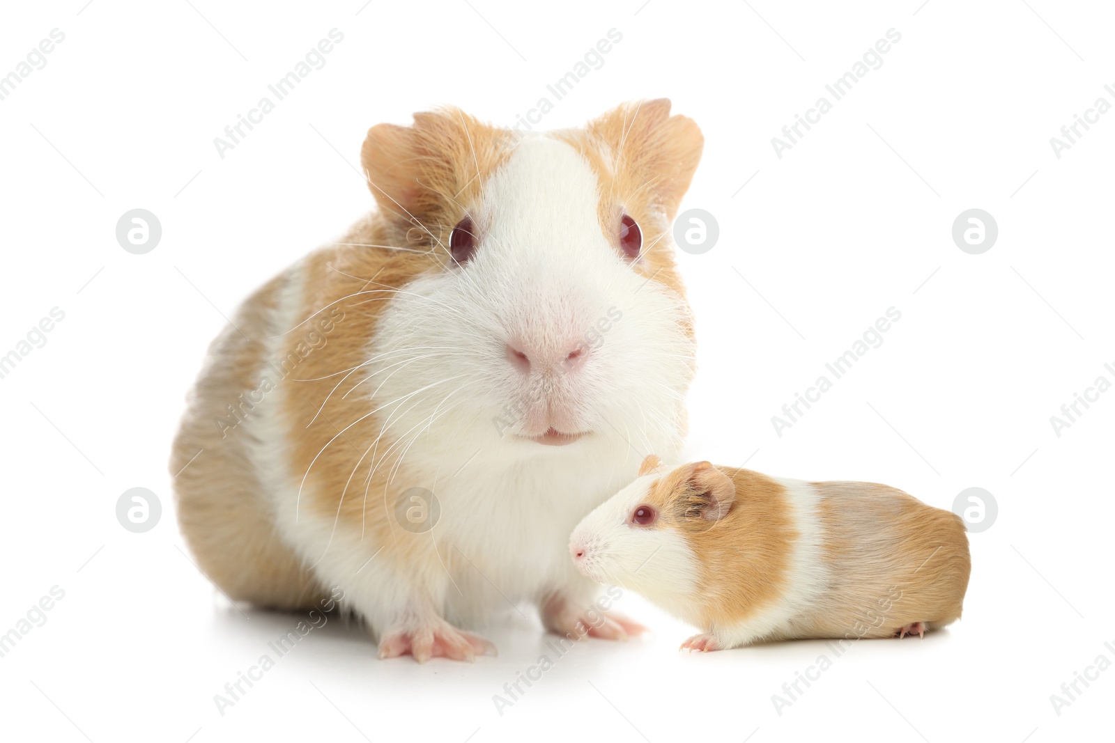 Image of Mother guinea pig and baby pup isolated on white