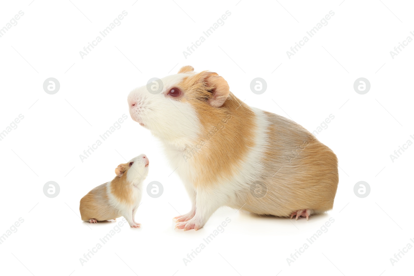 Image of Mother guinea pig and baby pup isolated on white