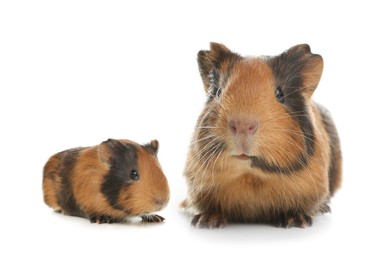 Image of Mother guinea pig and baby pup isolated on white