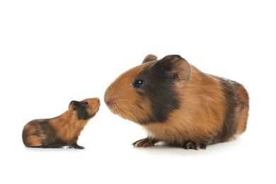 Mother guinea pig and baby pup isolated on white