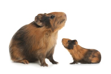 Mother guinea pig and baby pup isolated on white