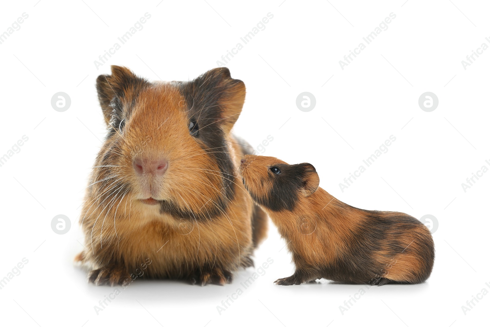 Image of Mother guinea pig and baby pup isolated on white