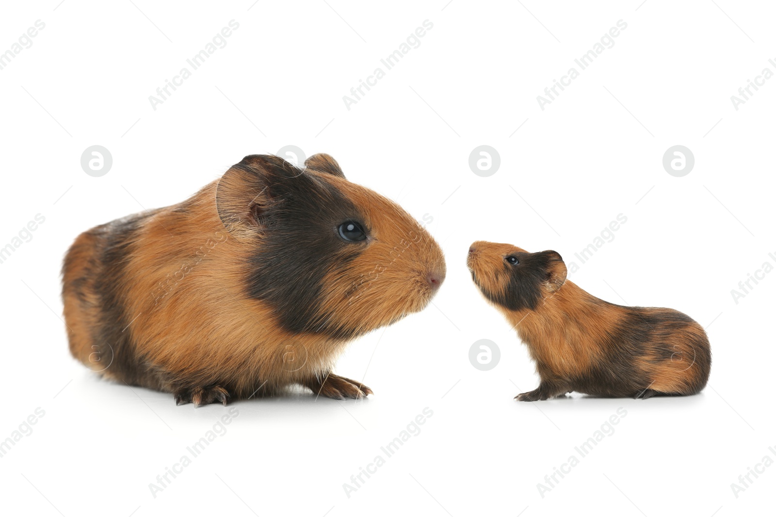 Image of Mother guinea pig and baby pup isolated on white