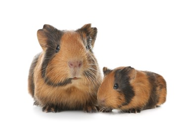 Mother guinea pig and baby pup isolated on white