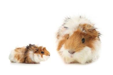 Image of Mother guinea pig and baby pup isolated on white