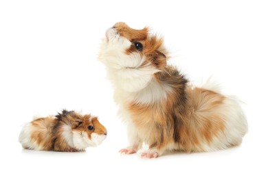 Image of Mother guinea pig and baby pup isolated on white