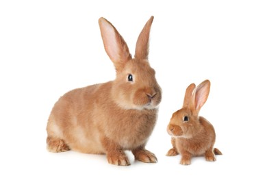 Image of Mother rabbit and baby bunny isolated on white