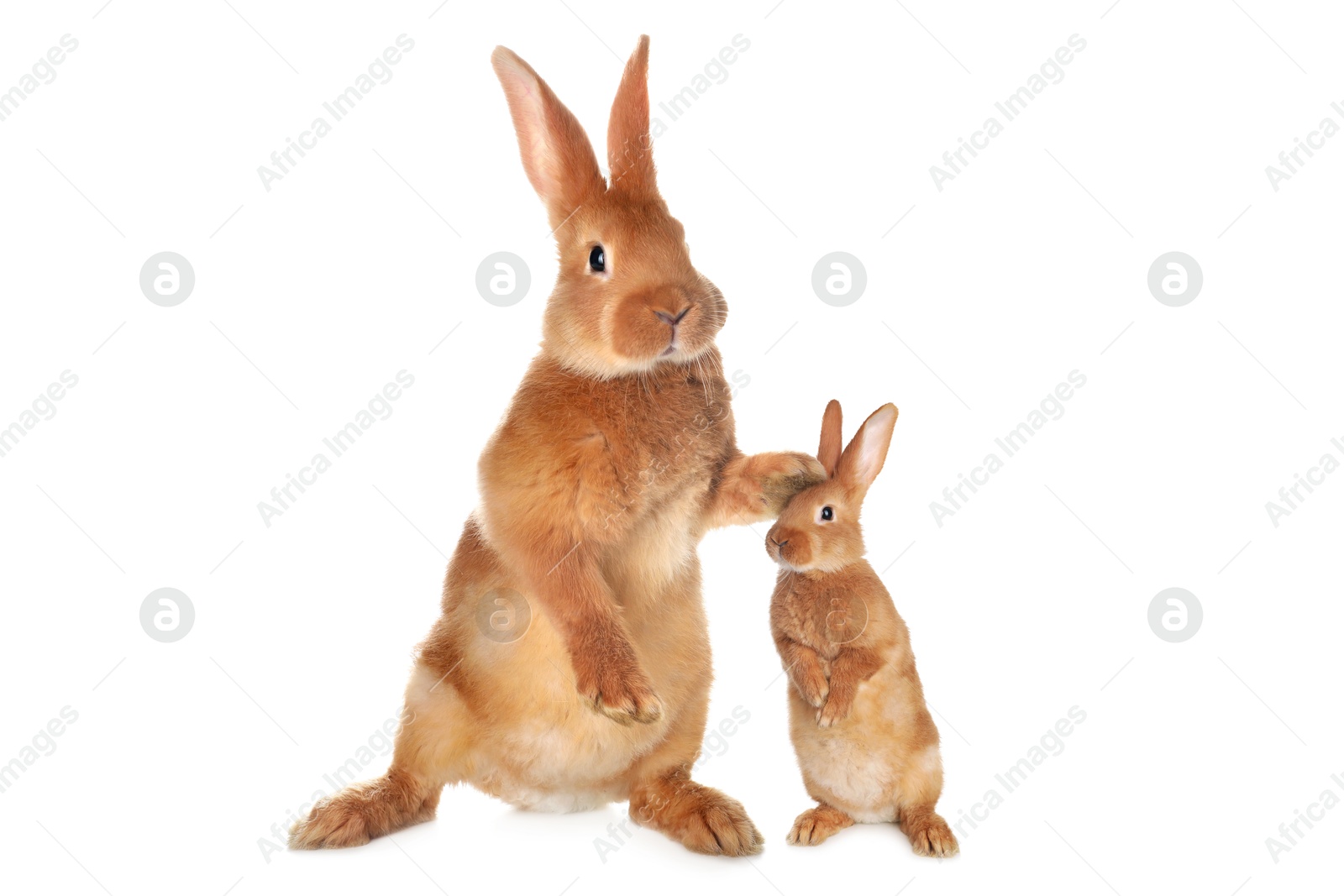 Image of Mother rabbit and baby bunny isolated on white