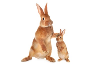 Mother rabbit and baby bunny isolated on white