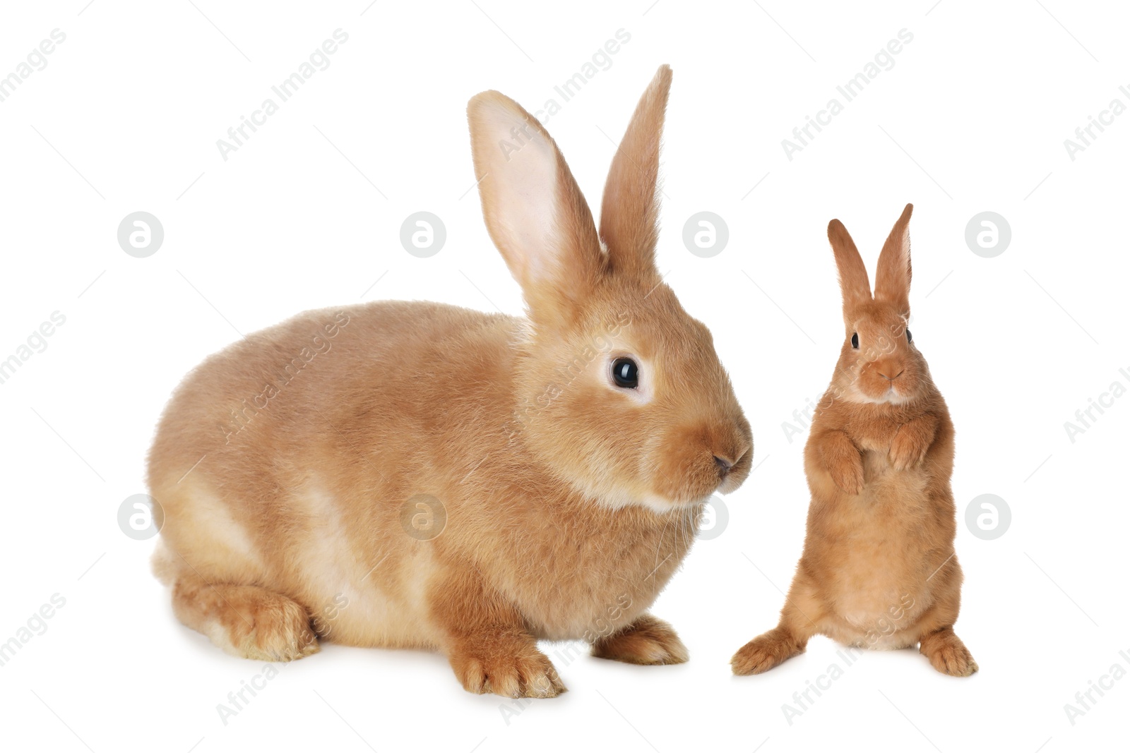 Image of Mother rabbit and baby bunny isolated on white