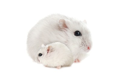 Image of Mother hamster and baby pup isolated on white