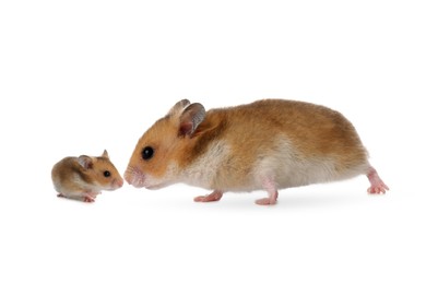 Mother hamster and baby pup isolated on white