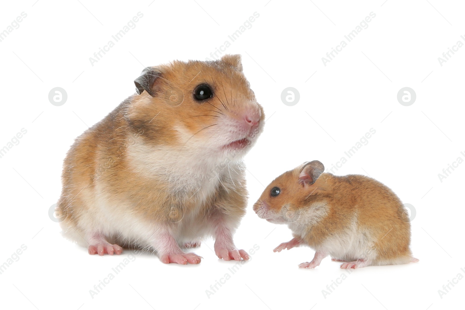 Image of Mother hamster and baby pup isolated on white