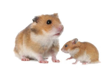 Image of Mother hamster and baby pup isolated on white