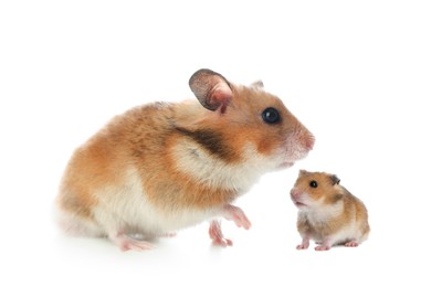 Image of Mother hamster and baby pup isolated on white