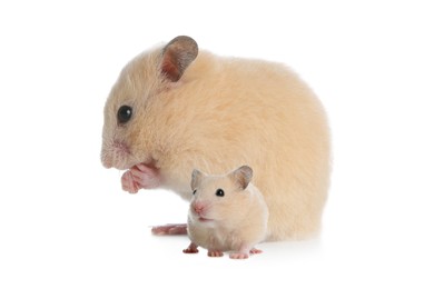 Image of Mother hamster and baby pup isolated on white