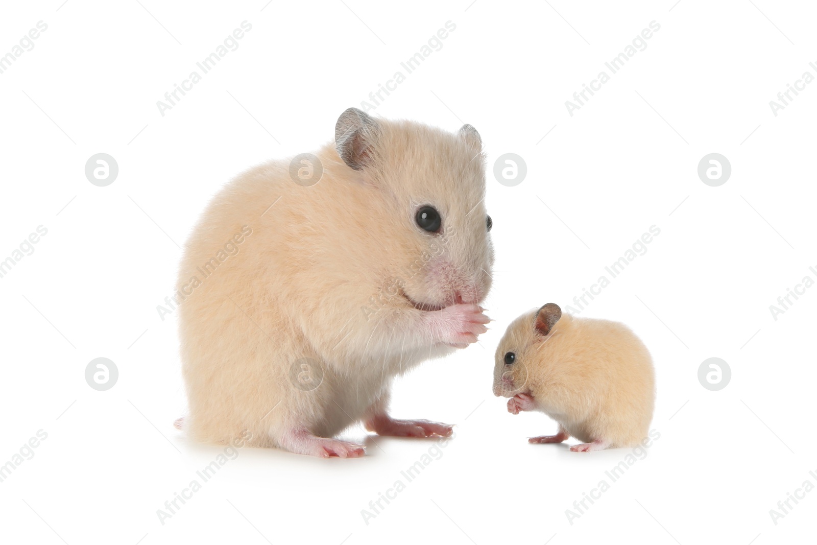 Image of Mother hamster and baby pup isolated on white