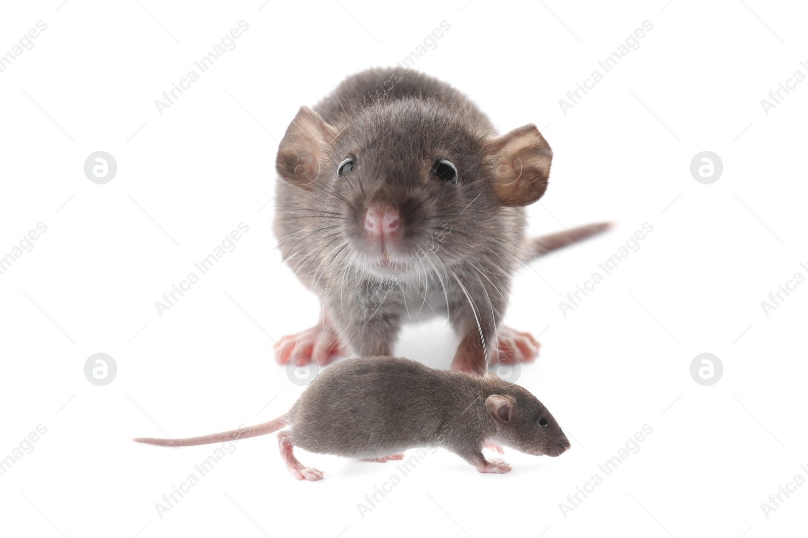 Image of Mother rat and baby pup isolated on white