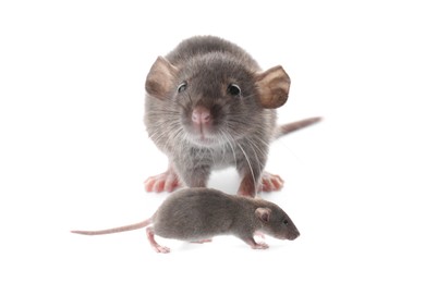 Image of Mother rat and baby pup isolated on white