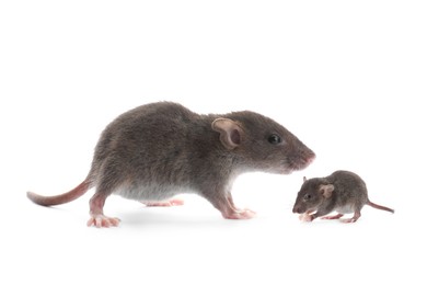 Image of Mother rat and baby pup isolated on white