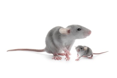 Image of Mother rat and baby pup isolated on white