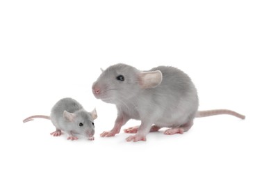 Image of Mother rat and baby pup isolated on white