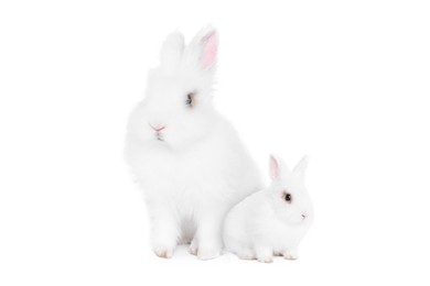 Mother rabbit and baby bunny isolated on white