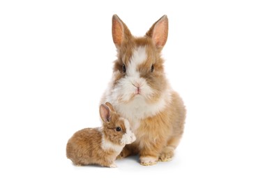 Mother rabbit and baby bunny isolated on white