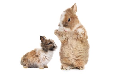 Mother rabbit and baby bunny isolated on white