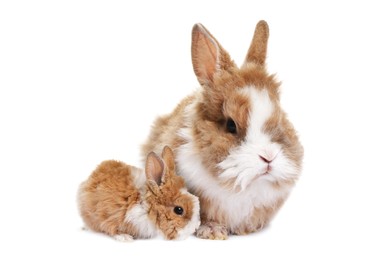 Mother rabbit and baby bunny isolated on white