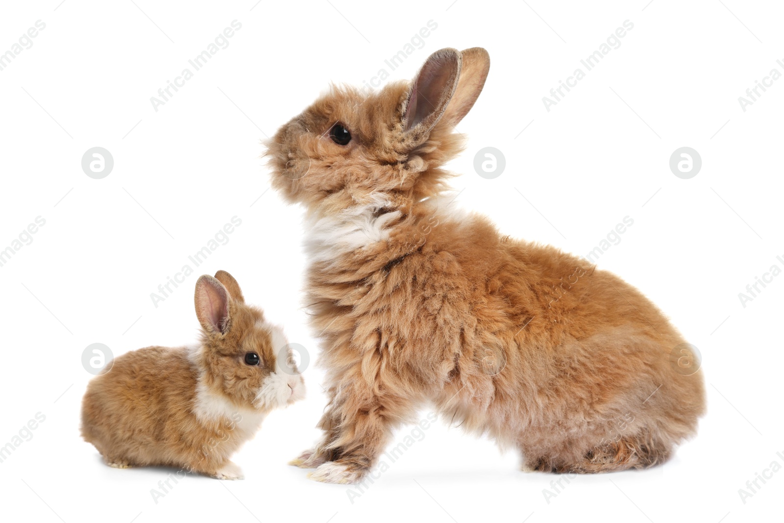 Image of Mother rabbit and baby bunny isolated on white