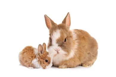 Mother rabbit and baby bunny isolated on white