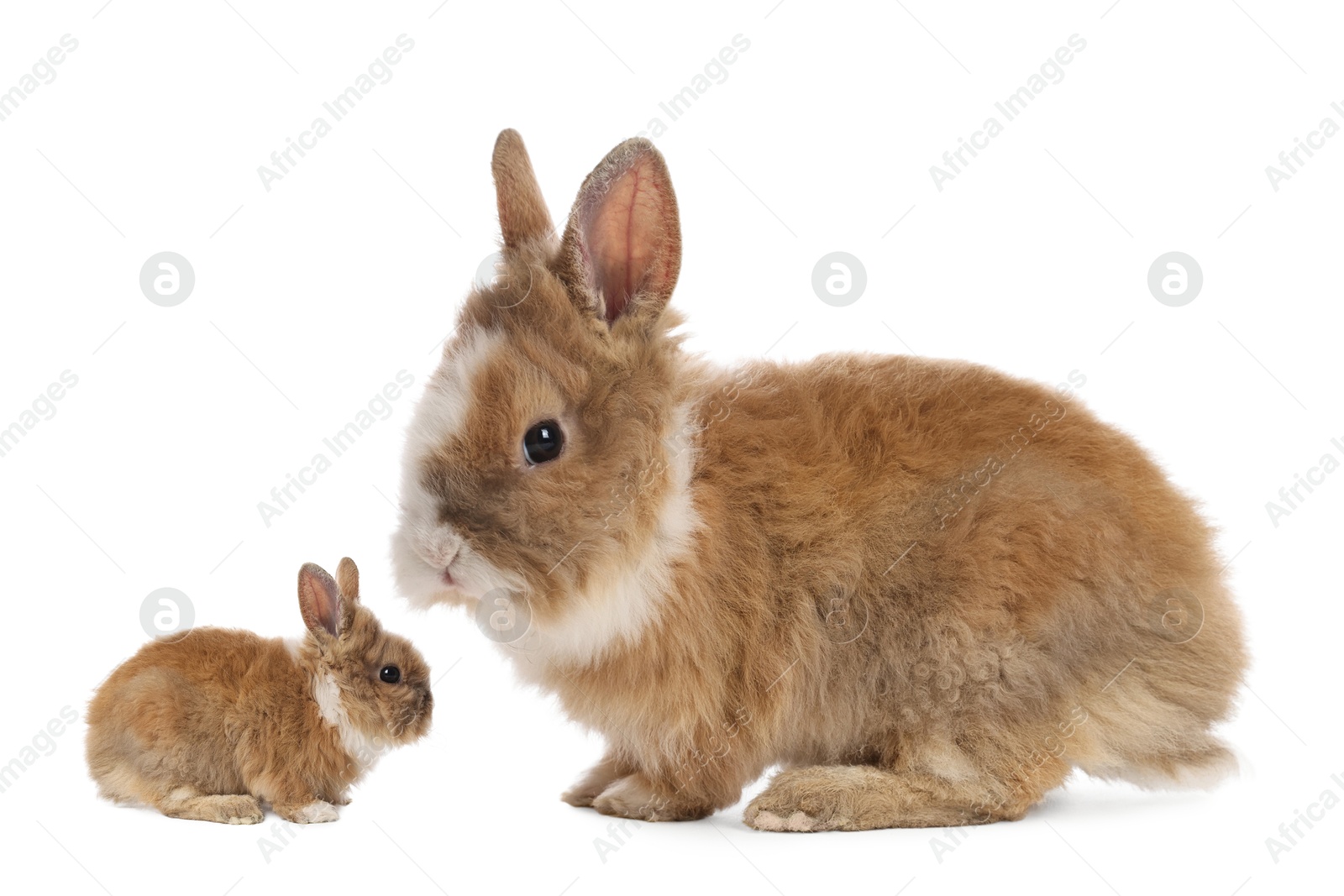 Image of Mother rabbit and baby bunny isolated on white