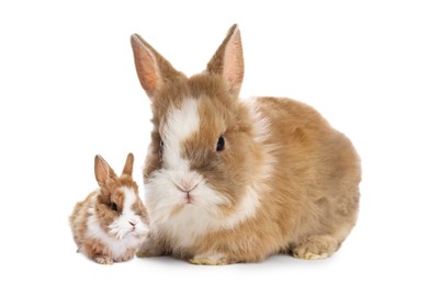 Image of Mother rabbit and baby bunny isolated on white