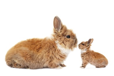 Mother rabbit and baby bunny isolated on white