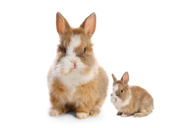 Mother rabbit and baby bunny isolated on white