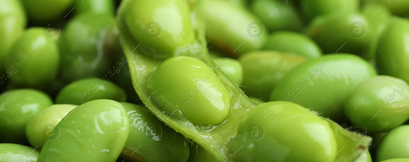 Photo of Fresh edamame pod on soybeans, closeup view