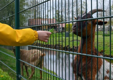 Photo of Little boy feeding cute goat with fresh green grass, closeup