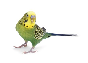 Photo of Beautiful bright parrot on white background. Exotic pet
