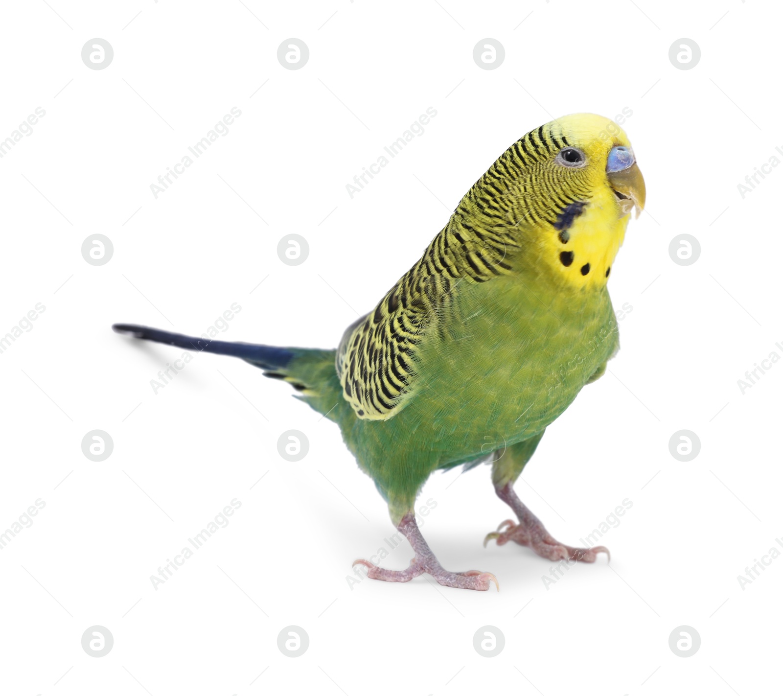 Photo of Beautiful bright parrot on white background. Exotic pet