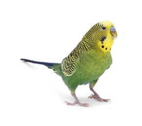 Beautiful bright parrot on white background. Exotic pet