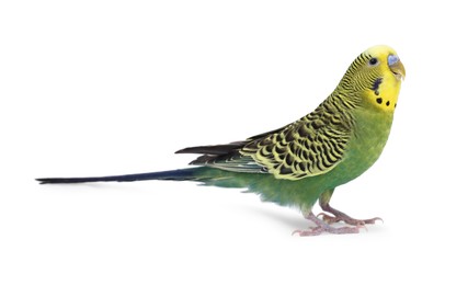 Photo of Beautiful bright parrot on white background. Exotic pet