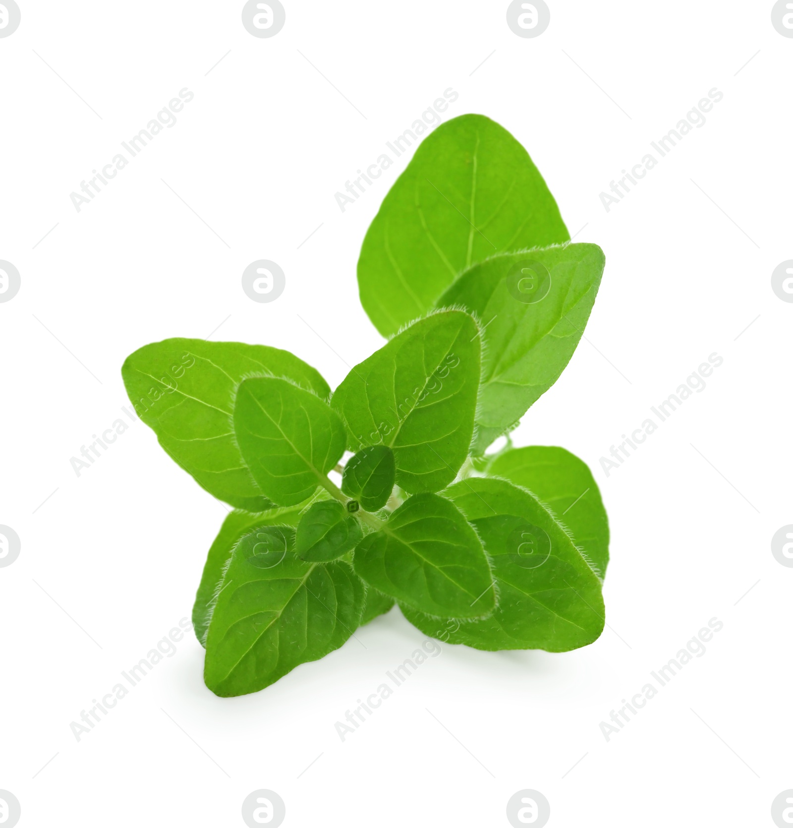 Photo of Sprig of fresh green oregano isolated on white