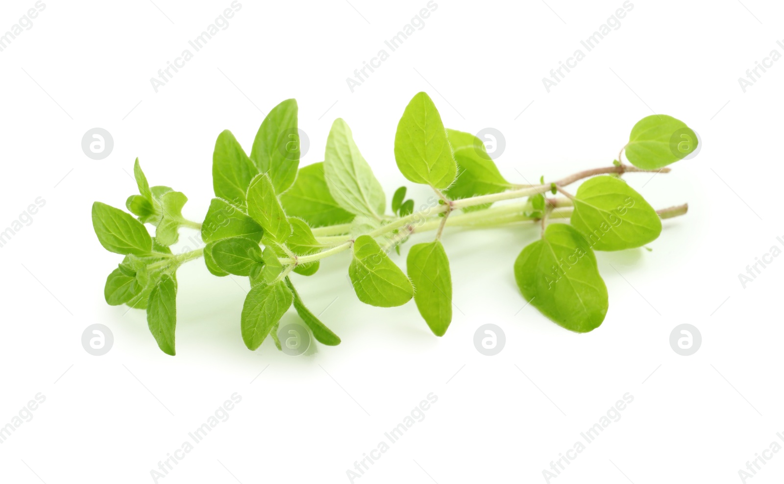 Photo of Sprigs of fresh green oregano isolated on white