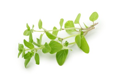 Sprigs of fresh green oregano isolated on white