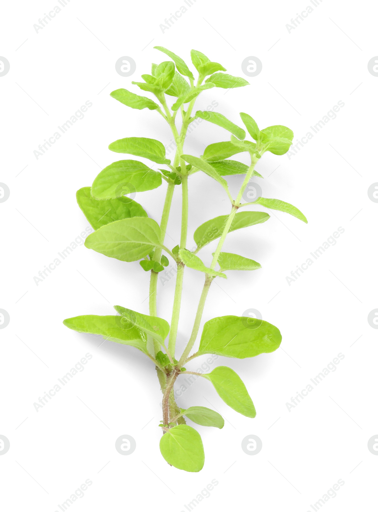 Photo of Sprigs of fresh green oregano isolated on white, top view