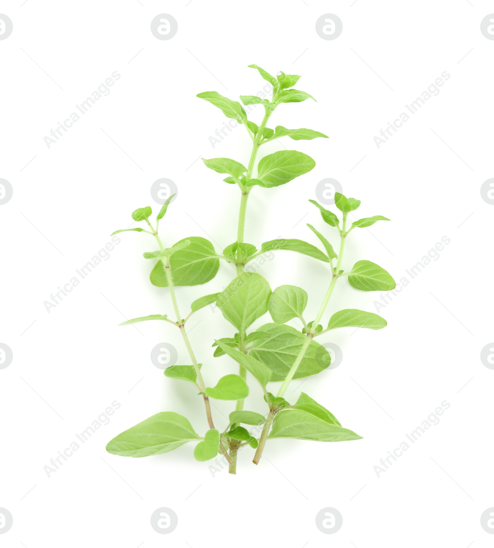 Photo of Sprigs of fresh green oregano isolated on white, top view