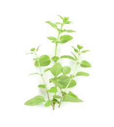 Photo of Sprigs of fresh green oregano isolated on white, top view