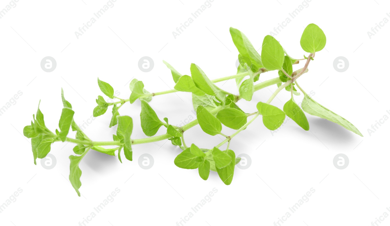 Photo of Sprigs of fresh green oregano isolated on white