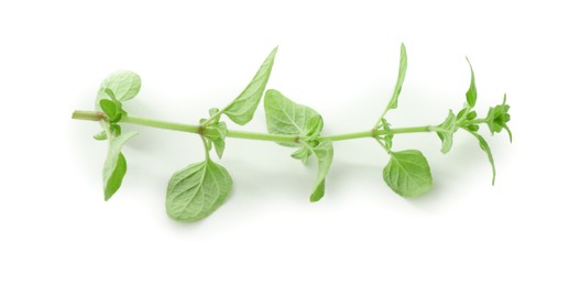 Photo of Sprig of fresh green oregano isolated on white